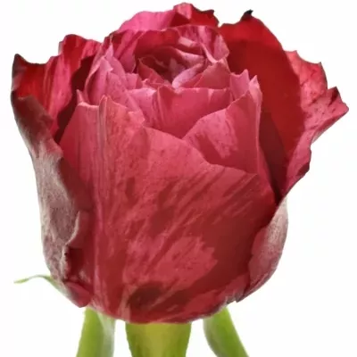 Žíhaná růže FROU-FROU 40cm (M)