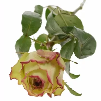 Žíhaná růže HYPNOSE 50cm