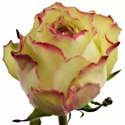 Žíhaná růže HYPNOSE 50cm