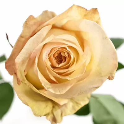 Žíhaná růže LADY LIKE 80cm (L)