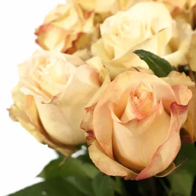Žíhaná růže LADY LIKE 80cm (L)