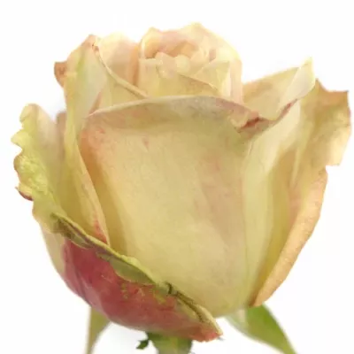 Žíhaná růže LADY LIKE 70cm (XL)