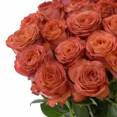 Žíhaná růže LION KING 50cm (XL)