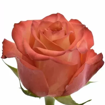 Žíhaná růže LION KING 40cm (XXL)