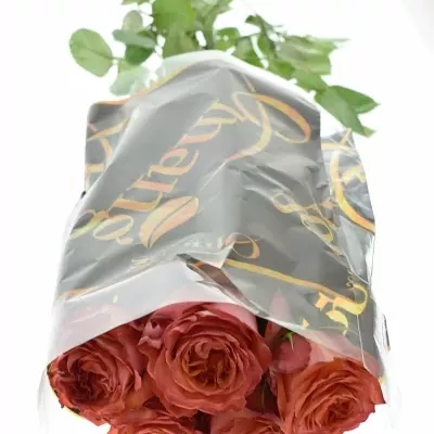 Žíhaná růže LION KING 50cm (XL)