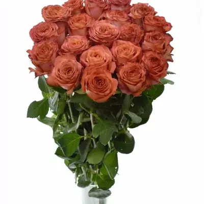 Žíhaná růže LION KING 50cm (XL)