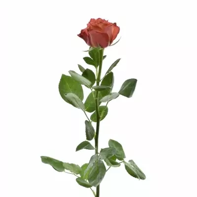 Žíhaná růže LION KING 50cm (XL)