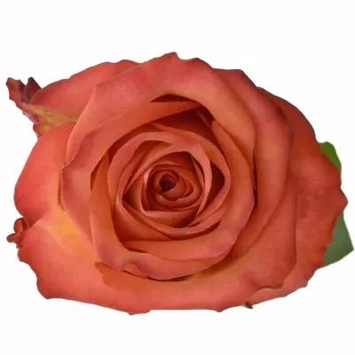 Žíhaná růže LION KING 50cm (XL)