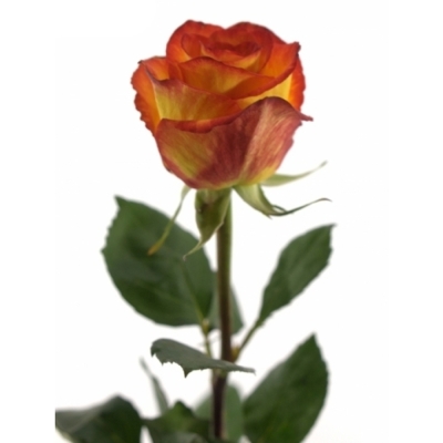 Žíhaná růže MAGIC LIPS