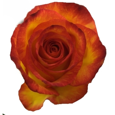 Žíhaná růže MAGIC LIPS