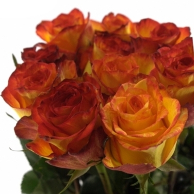 Žíhaná růže MAGIC LIPS