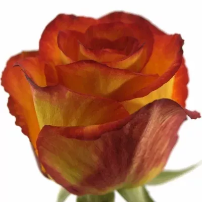 Žíhaná růže MAGIC LIPS 70cm