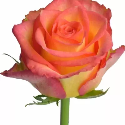 Žíhaná růže MARISOL! 50cm (L)