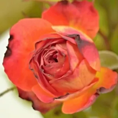 Žíhaná růže MIDSUMMER 40cm/4+