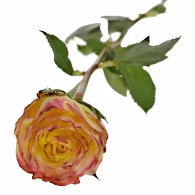Žíhaná růže PIROUETTE