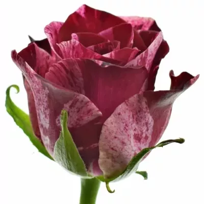 Žíhaná růže RED STORM 50cm (M)