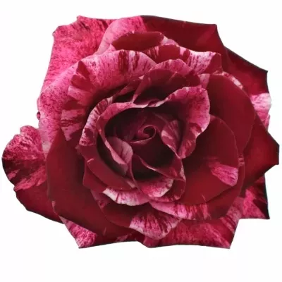Žíhaná růže RED STORM 40cm (M)