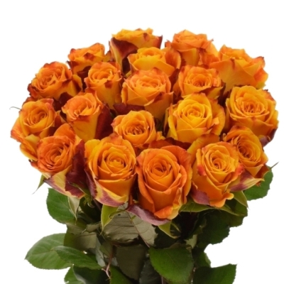 Žíhaná růže SILANTOI