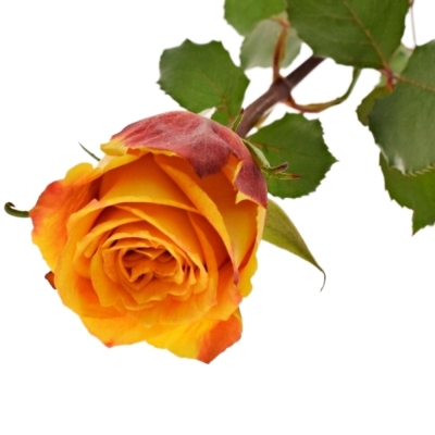 Žíhaná růže SILANTOI