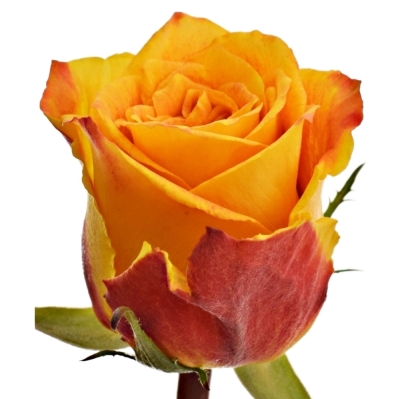 Žíhaná růže SILANTOI@ 70 cm (XXL)