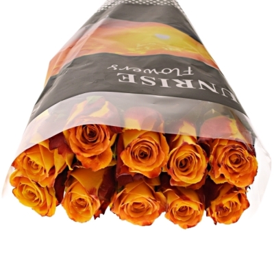 Žíhaná růže SILANTOI