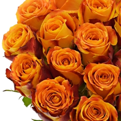 Žíhaná růže SILANTOI