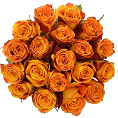 Žíhaná růže SILANTOI