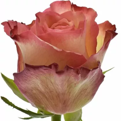 Žíhaná růže Talisman 70cm (XL)