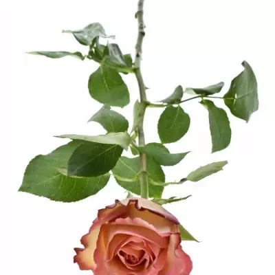 Žíhaná růže Talisman