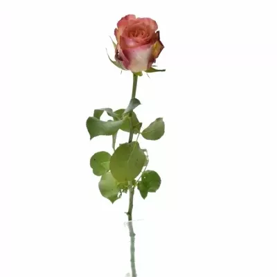 Žíhaná růže Talisman