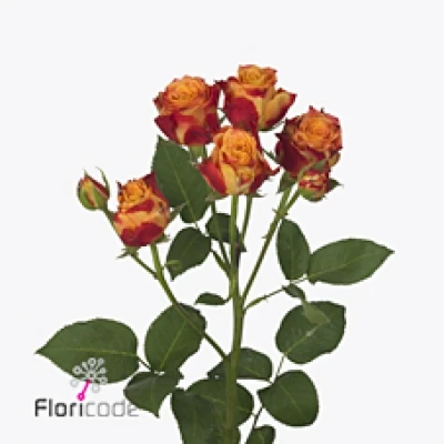 Žlutočervená růže trsová ATOMIC 60 cm / 3+