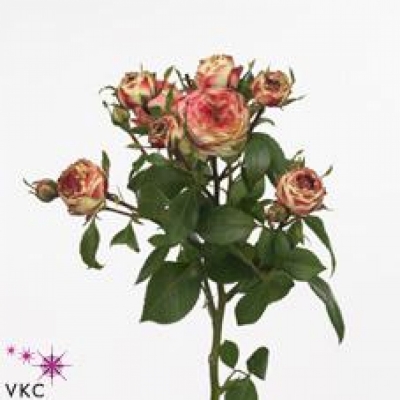 Žíhaná růže trsová LATIN POMPON FREELANDER 80cm/5+