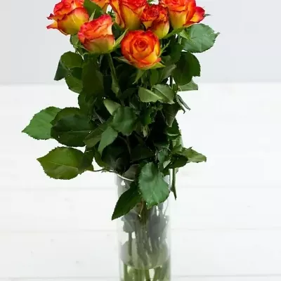 Žíhaná růže TUCAN 70cm