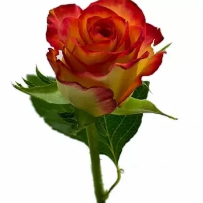 Žíhaná růže TUCAN 70cm
