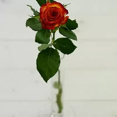 Žíhaná růže TUCAN 70cm