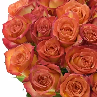 Žíhaná růže UTOPIA 40cm (S)