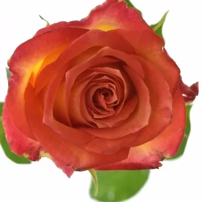 Žíhaná růže UTOPIA 40cm (S)