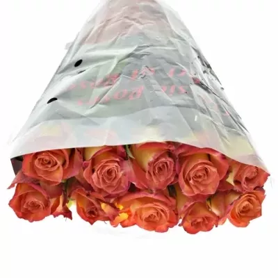 Žíhaná růže UTOPIA 40cm (S)