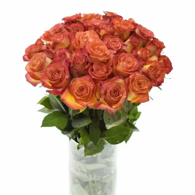 Žíhaná růže UTOPIA 40cm (S)