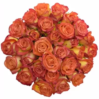 Žíhaná růže UTOPIA 40cm (S)