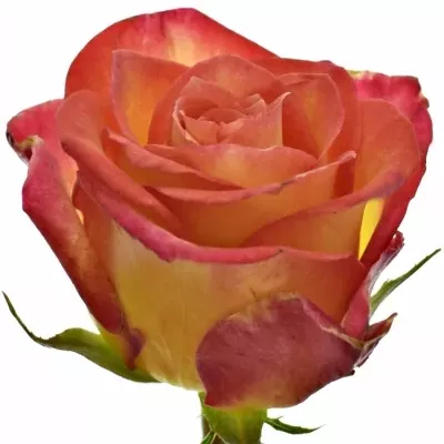 Žíhaná růže UTOPIA 40cm (S)