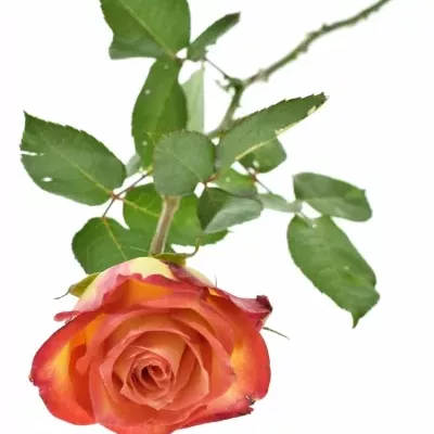 Žíhaná růže UTOPIA 40cm (S)