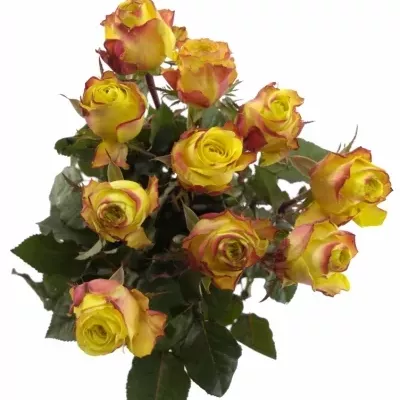 Žíhaná růže WILDFIRE