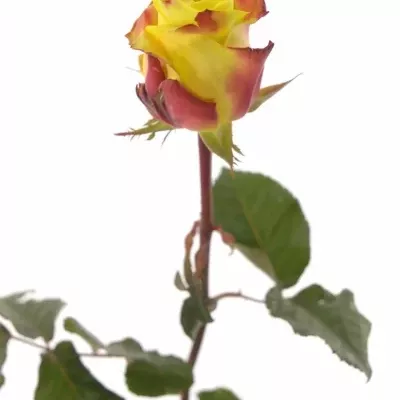 Žíhaná růže WILDFIRE