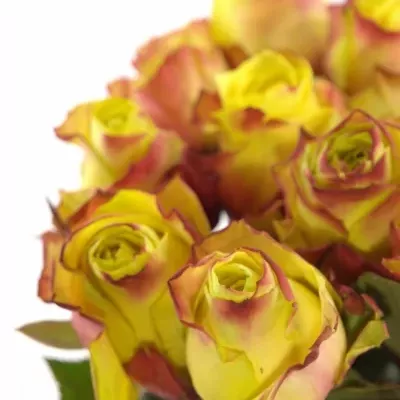 Žíhaná růže WILDFIRE