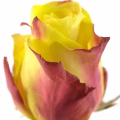 Žíhaná růže WILDFIRE