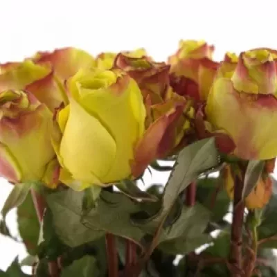 Žíhaná růže WILDFIRE