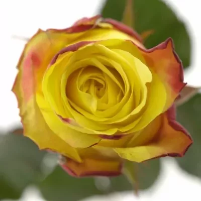 Žíhaná růže WILDFIRE