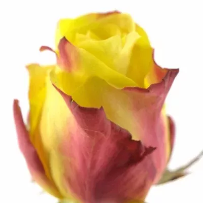 Žíhaná růže WILDFIRE 40cm