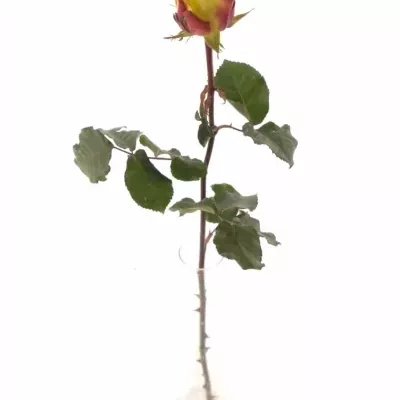 Žíhaná růže WILDFIRE